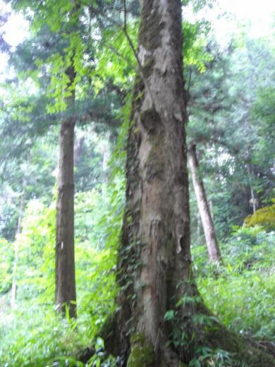 高津八幡宮準古木のケヤキ