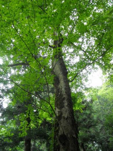 高津八幡宮準古木のケヤキ