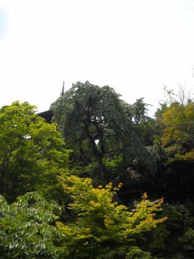 當麻寺中之坊にて