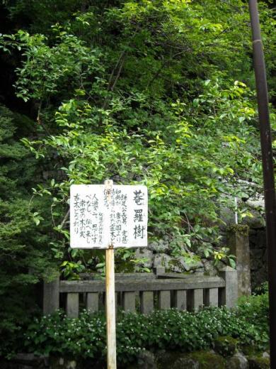 藤原鎌足を祀る談林神社にて