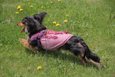 IMG_299020130525-6JPG.jpg