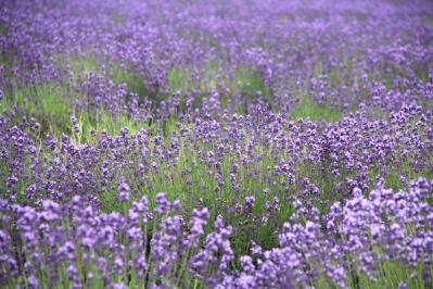 IMG_579720130711-3JPG.jpg