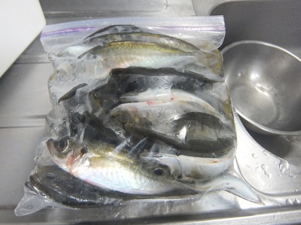 DSCF6333.jpg