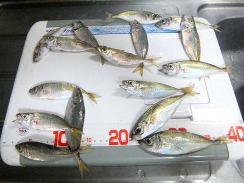 DSCF6658.jpg