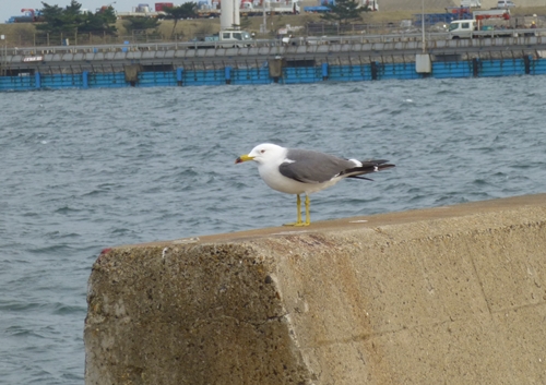 千葉 茨城の堤防サビキ 13年03月