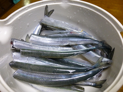 P1000110.jpg