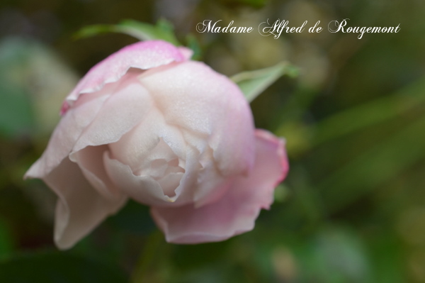 Madame Alfred de Rougemont
