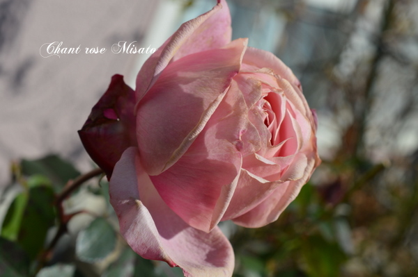 Chant rose Misato