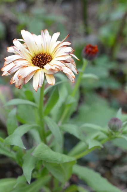 my garden