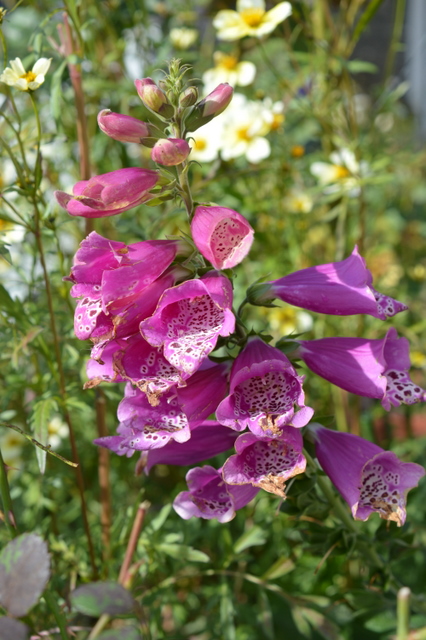 my garden