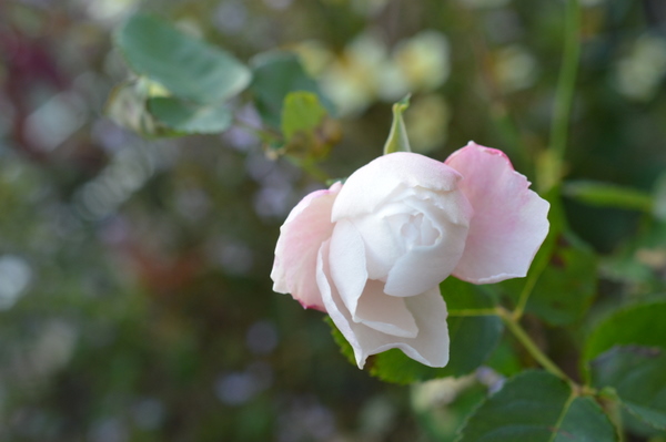 Madame Alfred de Rougemont