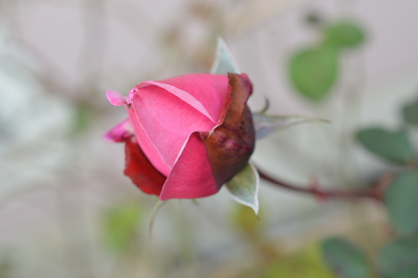 Chant Rose Misato
