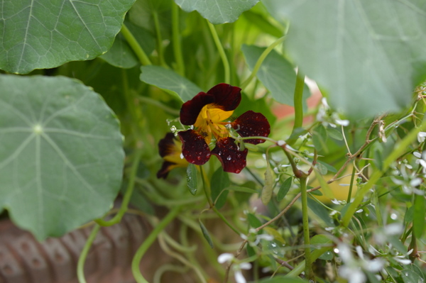 my garden