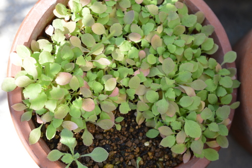 my garden