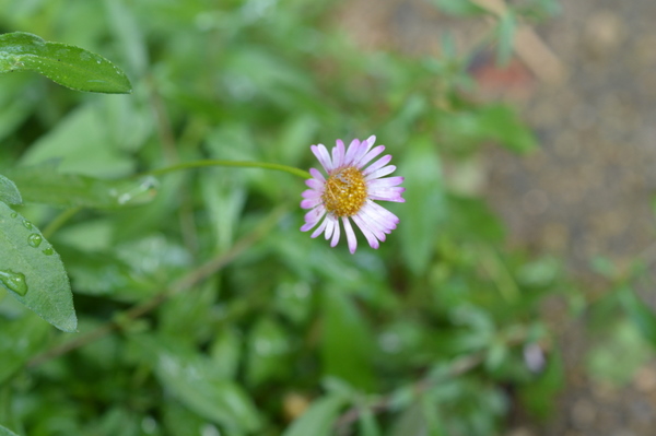 my garden