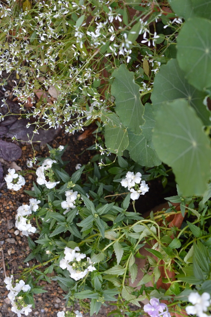 my garden