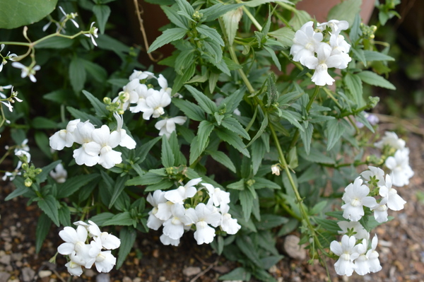 my garden