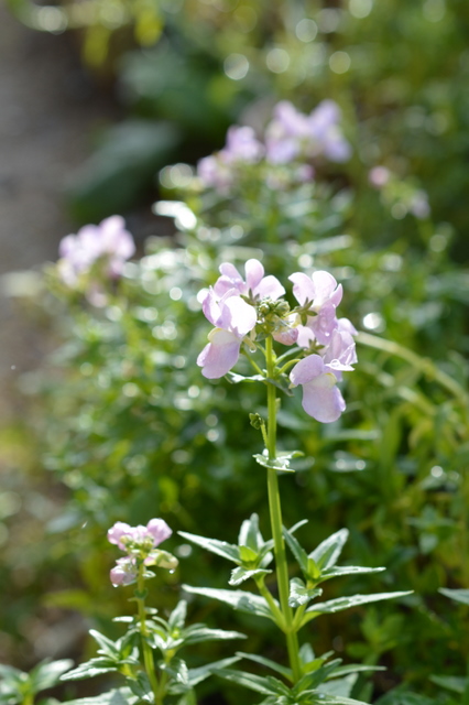 my garden