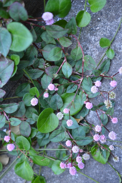 my garden