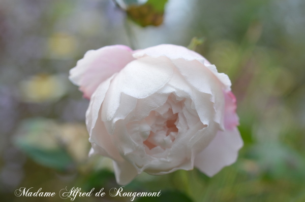 Madame Alfred de Rougemont