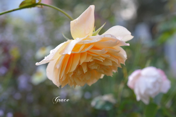Grace