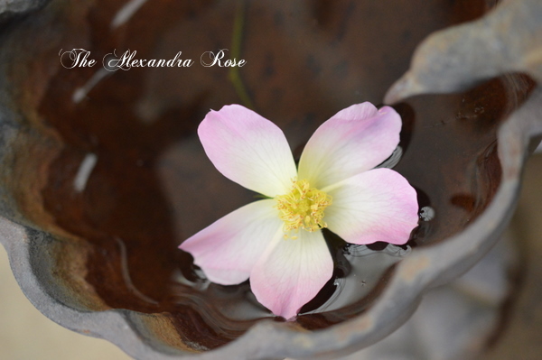The Alexandra Rose
