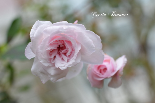 Cecile Brunner