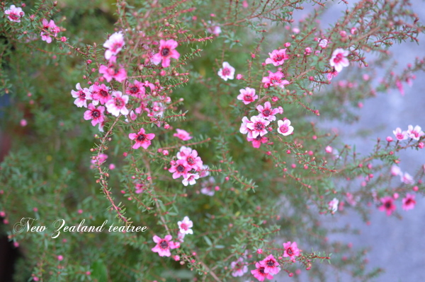 New Zealand teatree