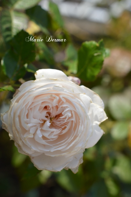 Marie Dermar