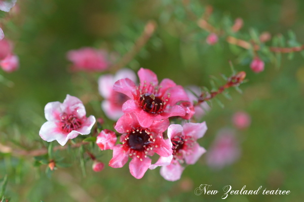 New Zealand teatree