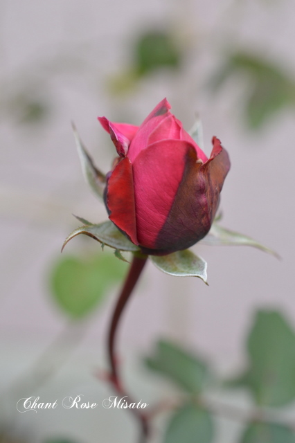 Chant Rose Misato