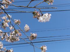 IMGP0558_20120404102805.jpg
