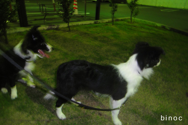 binocphoto636.jpg