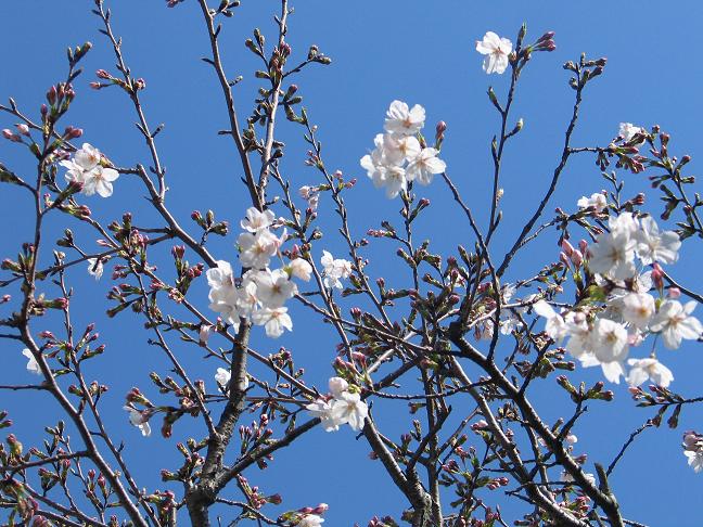 大島桜