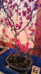 盆梅展紅梅