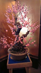 盆梅展ピンク