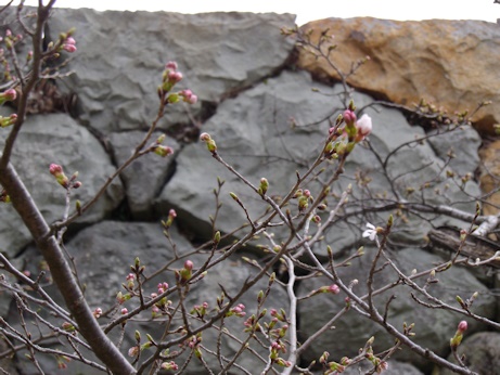 桜1