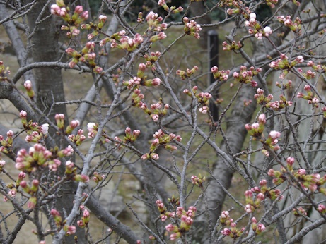 桜2