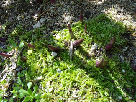 ギボウシ新芽