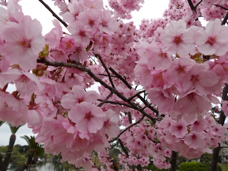 色の濃い桜