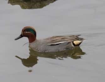 湊山公園カモ1