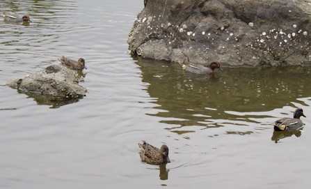 湊山公園カモ3