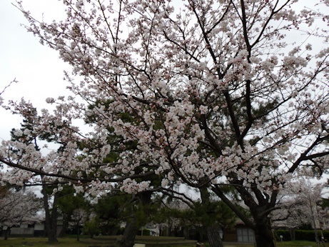 湊山公園入り口桜