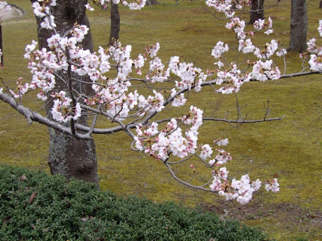 湊山公園桜枝