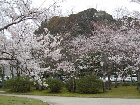 湊山公園城山を背景に桜