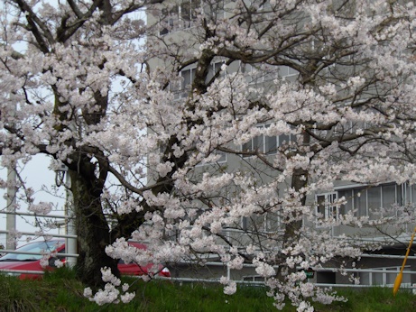 堀から桜1
