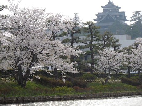 堀から桜と城
