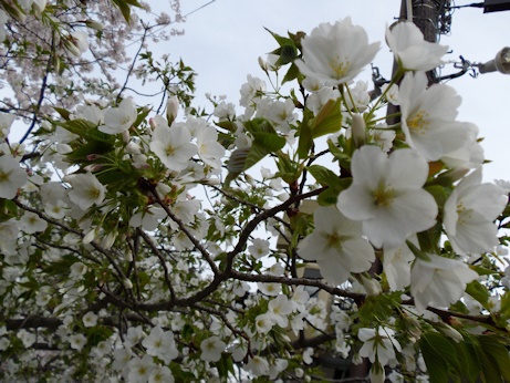 緑の葉の桜JPG
