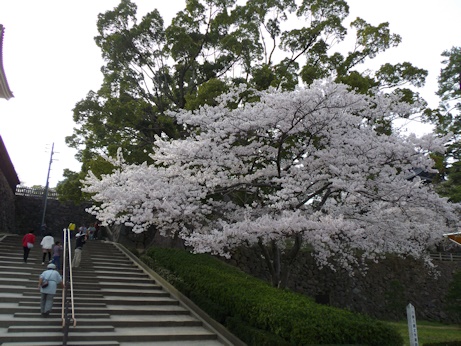 城階段の桜