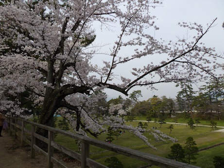 城から内堀への桜